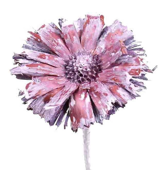 Protea geschnitten 8-9cm brombeer frosted