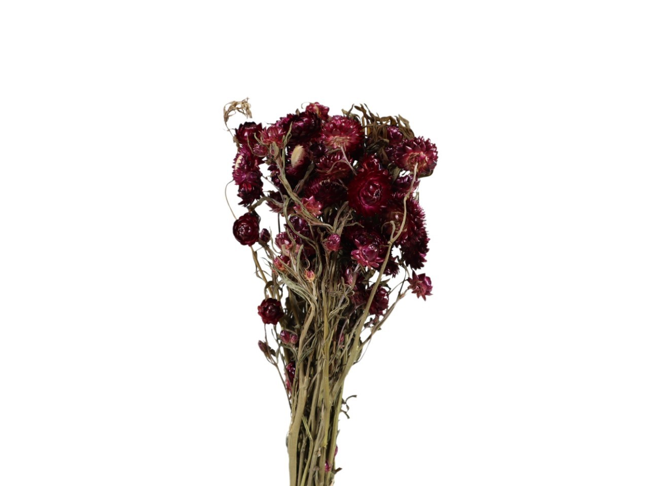 Helichrysum purple 85gr.