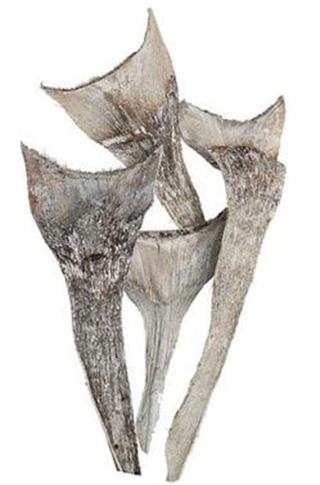 Agave spezial D12L35cm 2,5kg ca. 55 Stück white washed