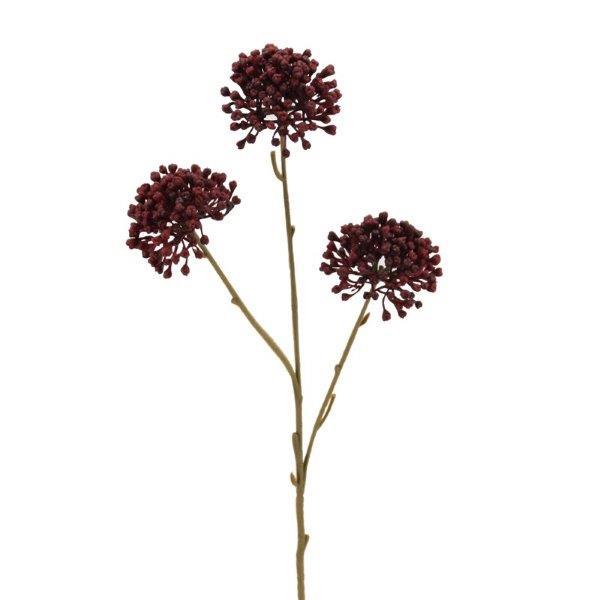 Allium x 3 Blüten,  60cm burgund