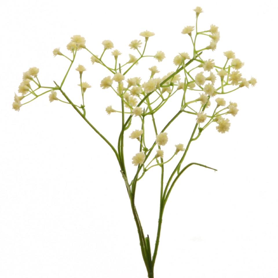 Gypsophilia/Schleierkraut H50cm creme