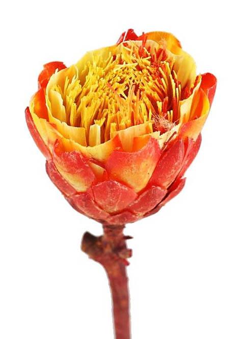 Protea red cut brush