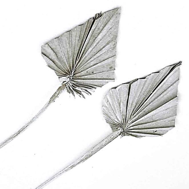 Palmspeer B10 H15 L50cm white washed