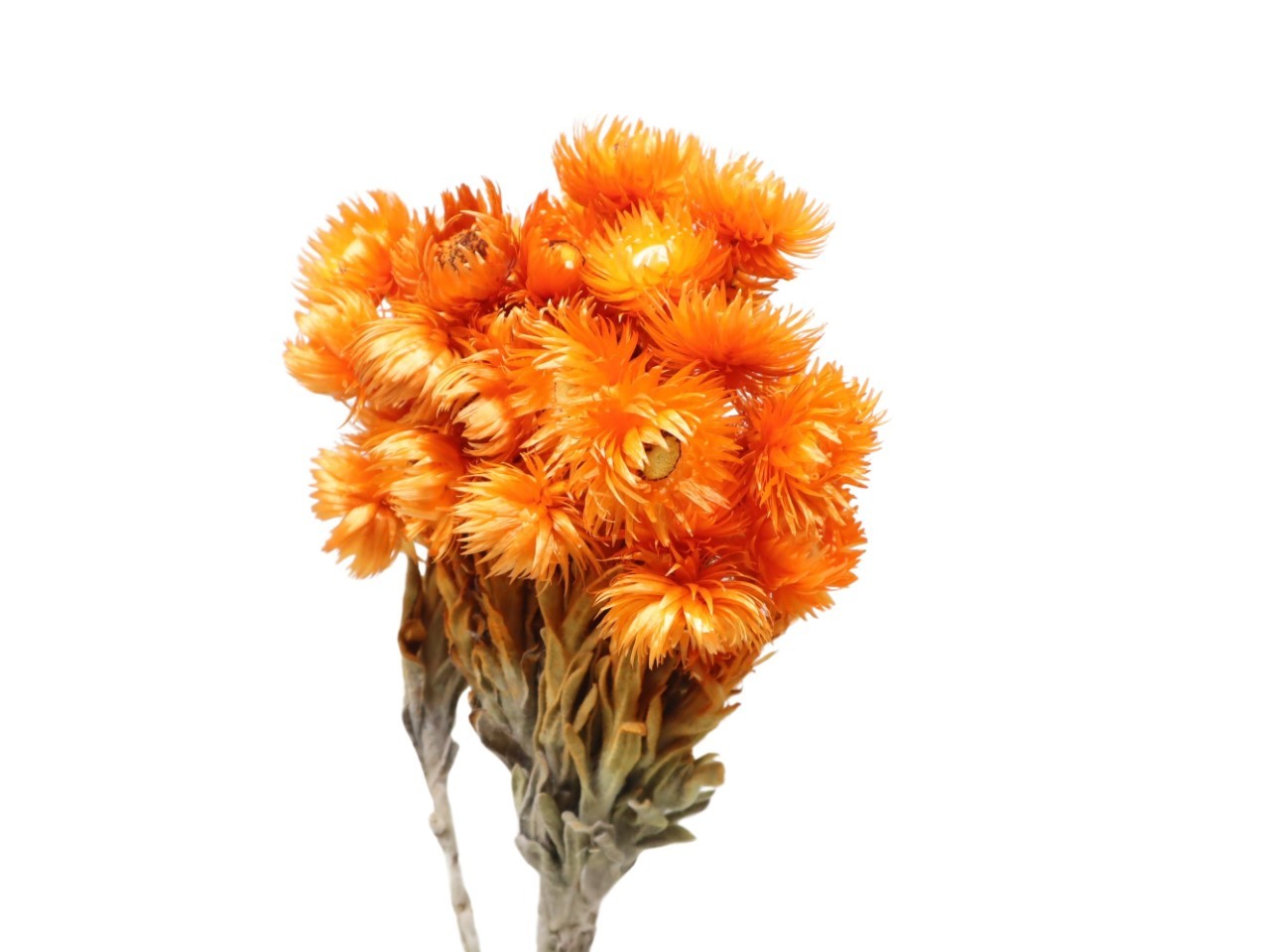 Capblumen orange L30-40cm Bund 50gr.