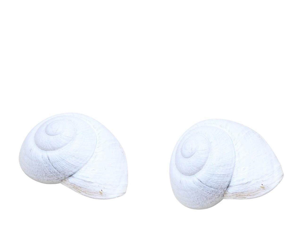 Schnecken Lamarkiana weiß