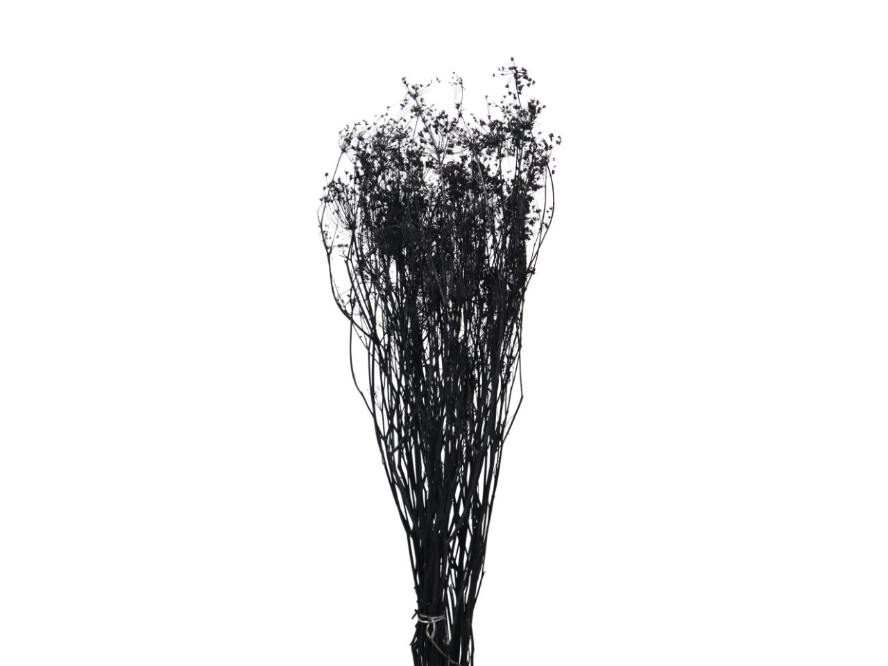 Ombrellifera schwarz69 100gr.