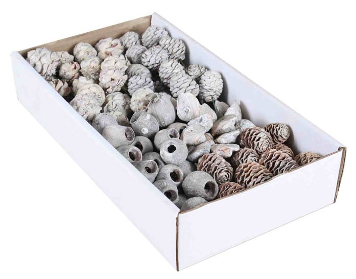 Leucodendron Sortiment am Draht white washed