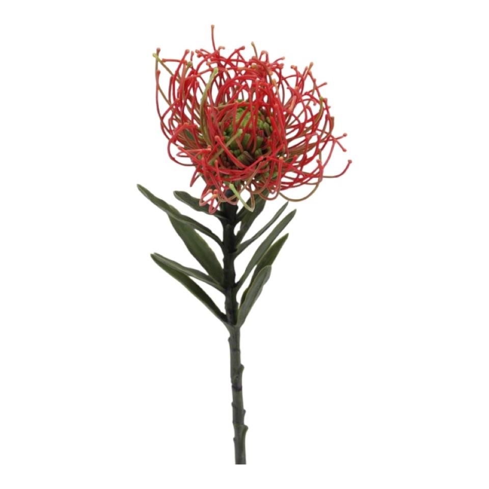Protea Nadelkissen rot-grün L53cm Protea Nadelkissen rot-grün L53cm