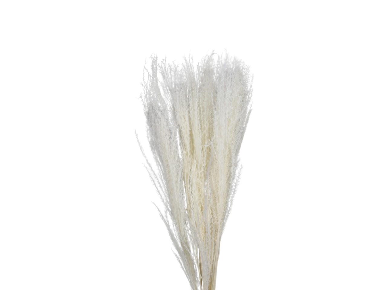 Silbergras gebleicht-weiß L70-80cm