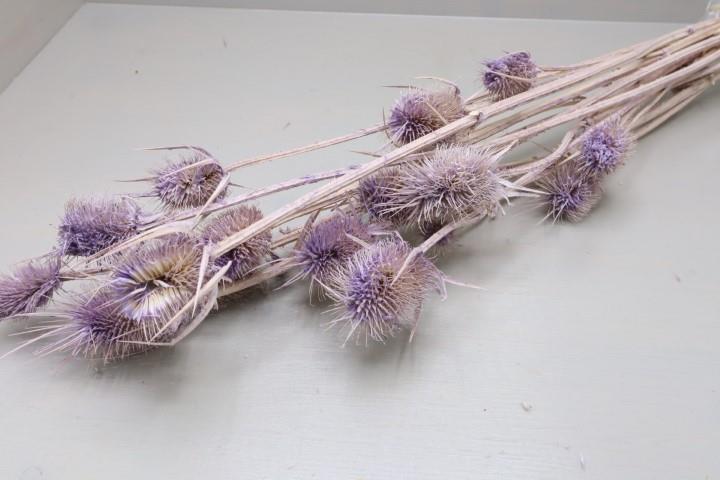 Kardendisteln 55cm lila-flieder