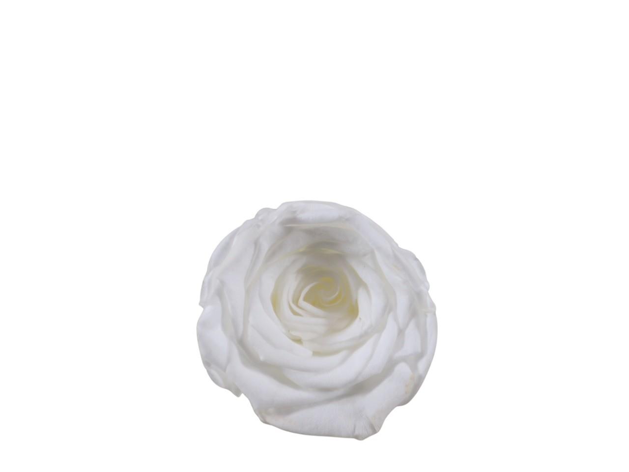 Rosenkopf konserviert 5-6cm weiß NETTO