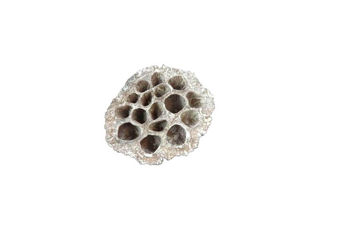 Lotos mini D2-2,5cm white washed