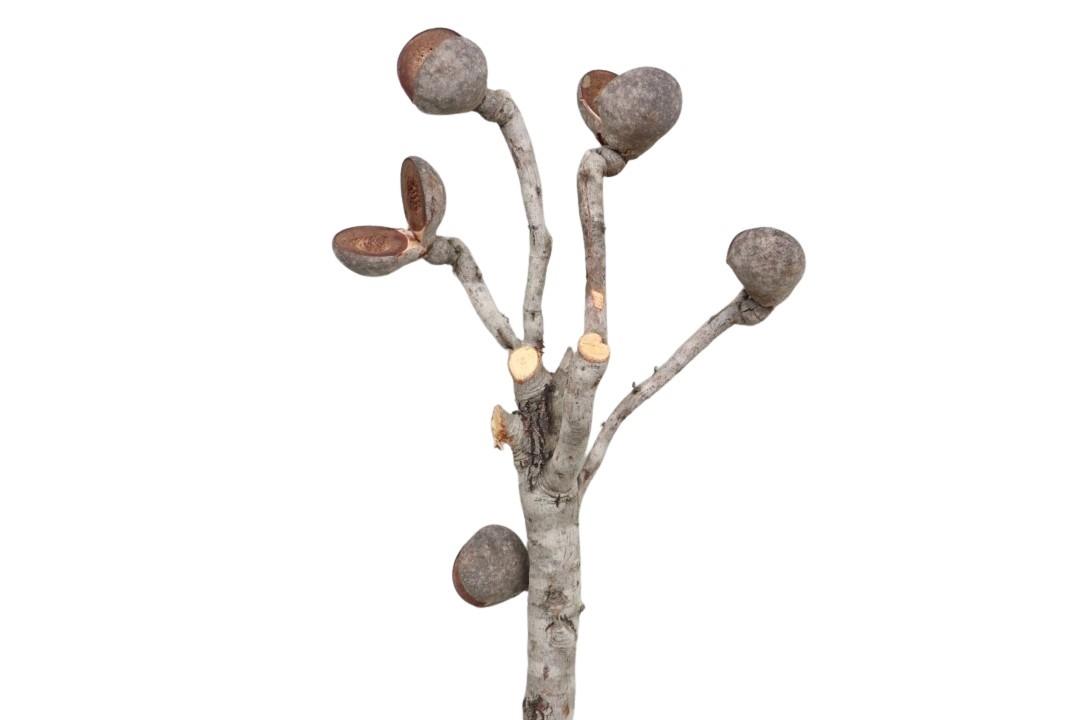 Hakea Big Peach natur ca. 40-50 cm Hakea Big Peach natur ca. 40-50 cm