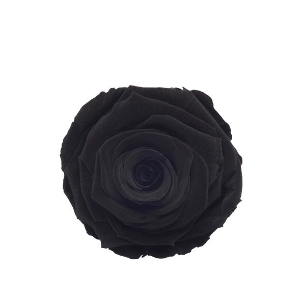 Rose "Extra" stabilisiert schwarz NETTO