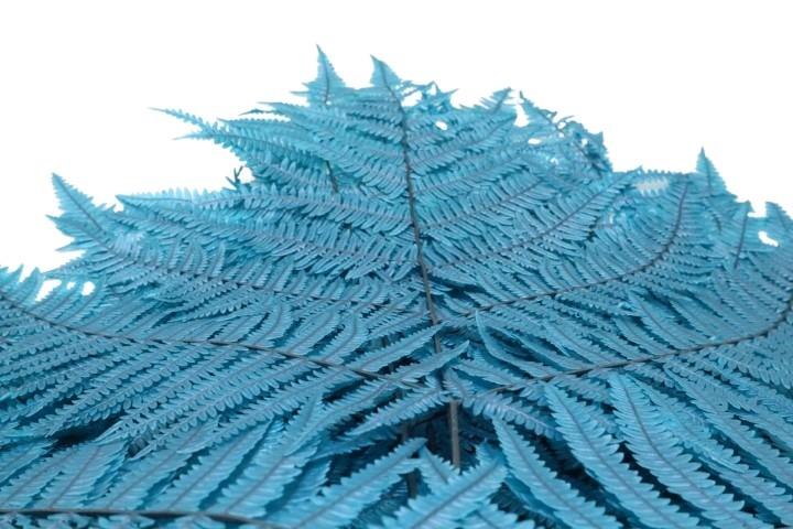 Bracken Farn petrol Bracken Farn petrol