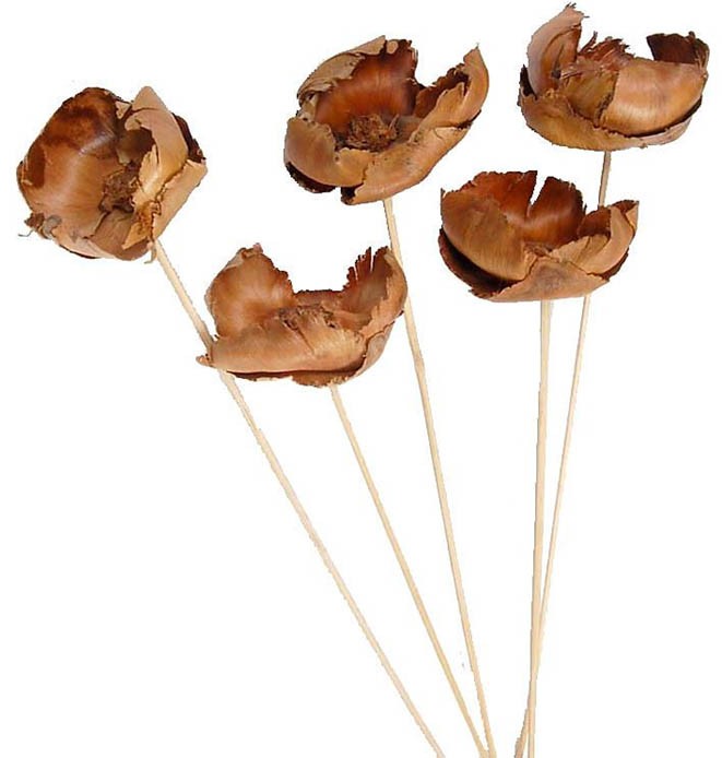 Palmblüte gestielt lackiert natur