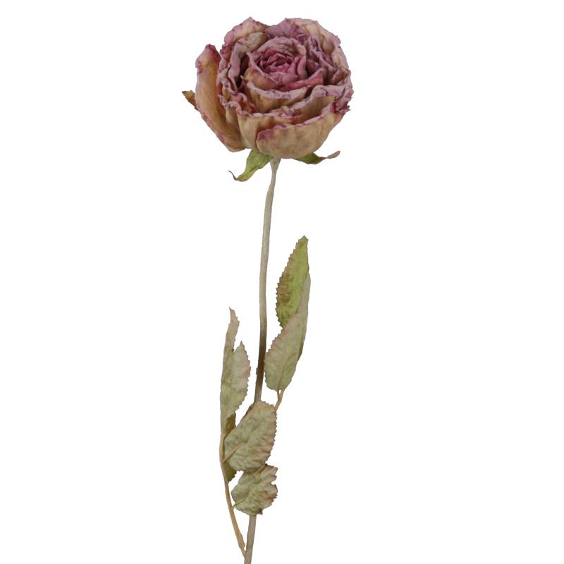 Rose Dry 53 cm rosa