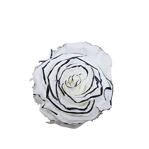 Rose "Extra" stabilisiert weiß-schwarz NETTO