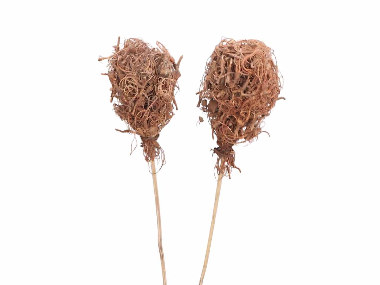 Curlymoosbündel am 30cm Bambus Stiel L10cmB6-8cm natur