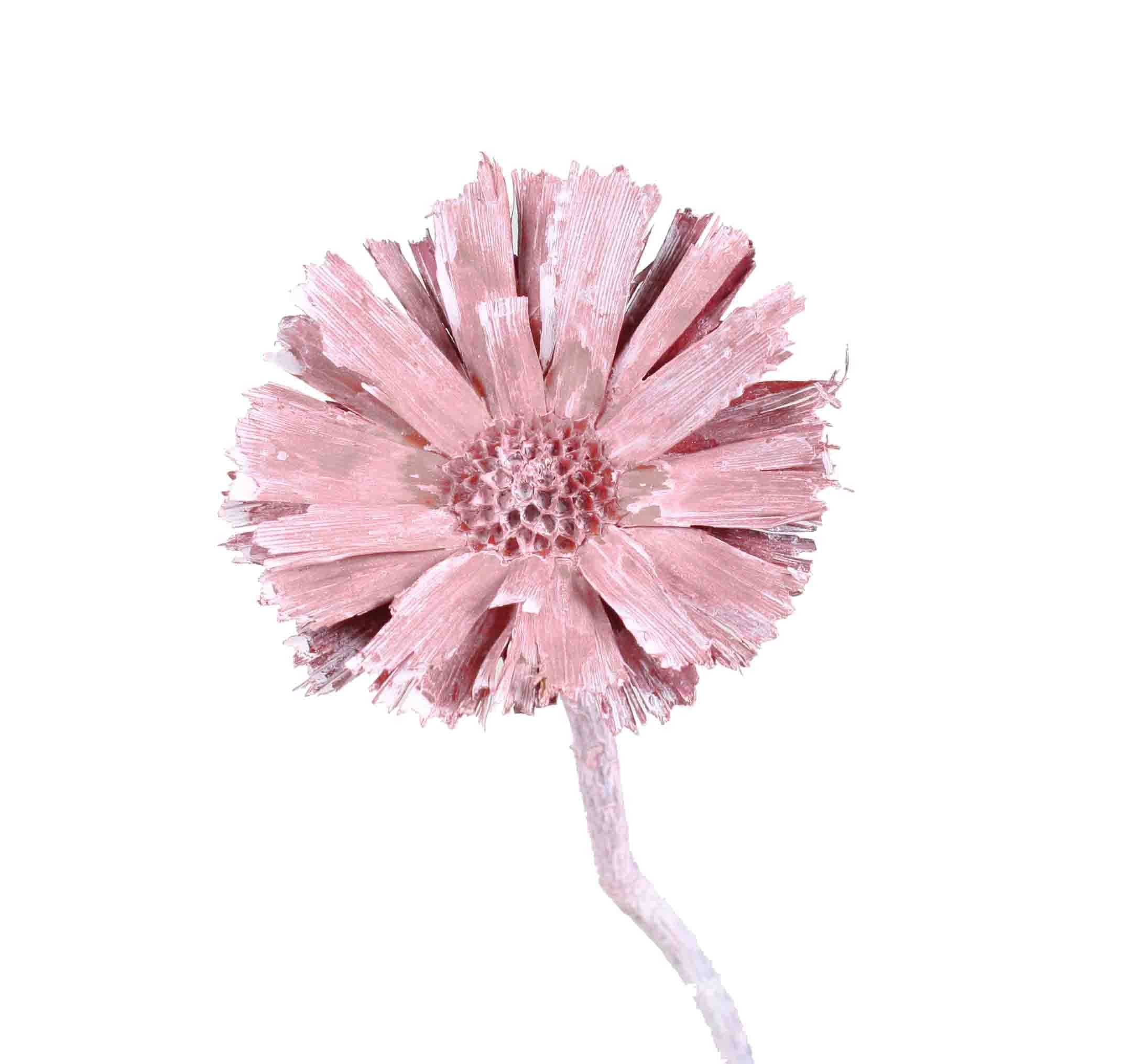 Protea geschnitten mittel D8-9L20-25cm frosted altrosa