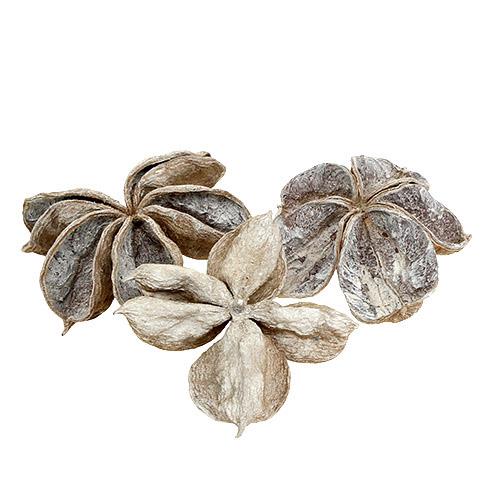 Landlotus D9-12cm white washed