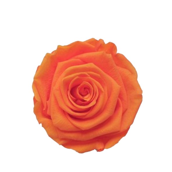 Rose "Extra" stabilisiert H6cmD6,5cm Classic orange NETTO