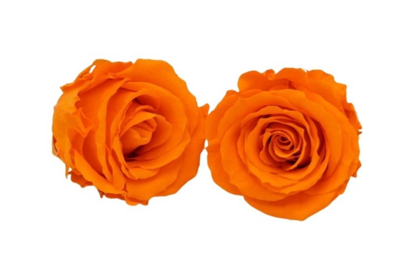 Rose stabilisiert Orange NETTO Rose stabilisiert Orange NETTO