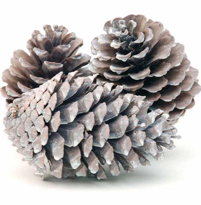 Zapfen Maritima 10-14cm white washed