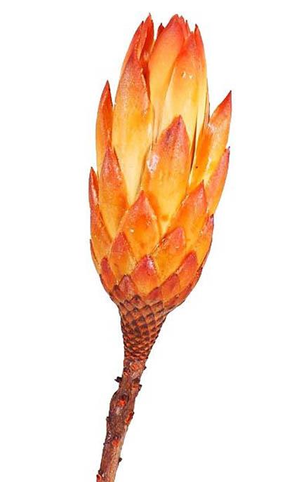 Protea Repens extra D5H10-12L25-30cm orange