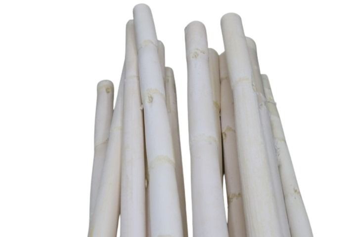 Canna Stiele 1Meter weiß M