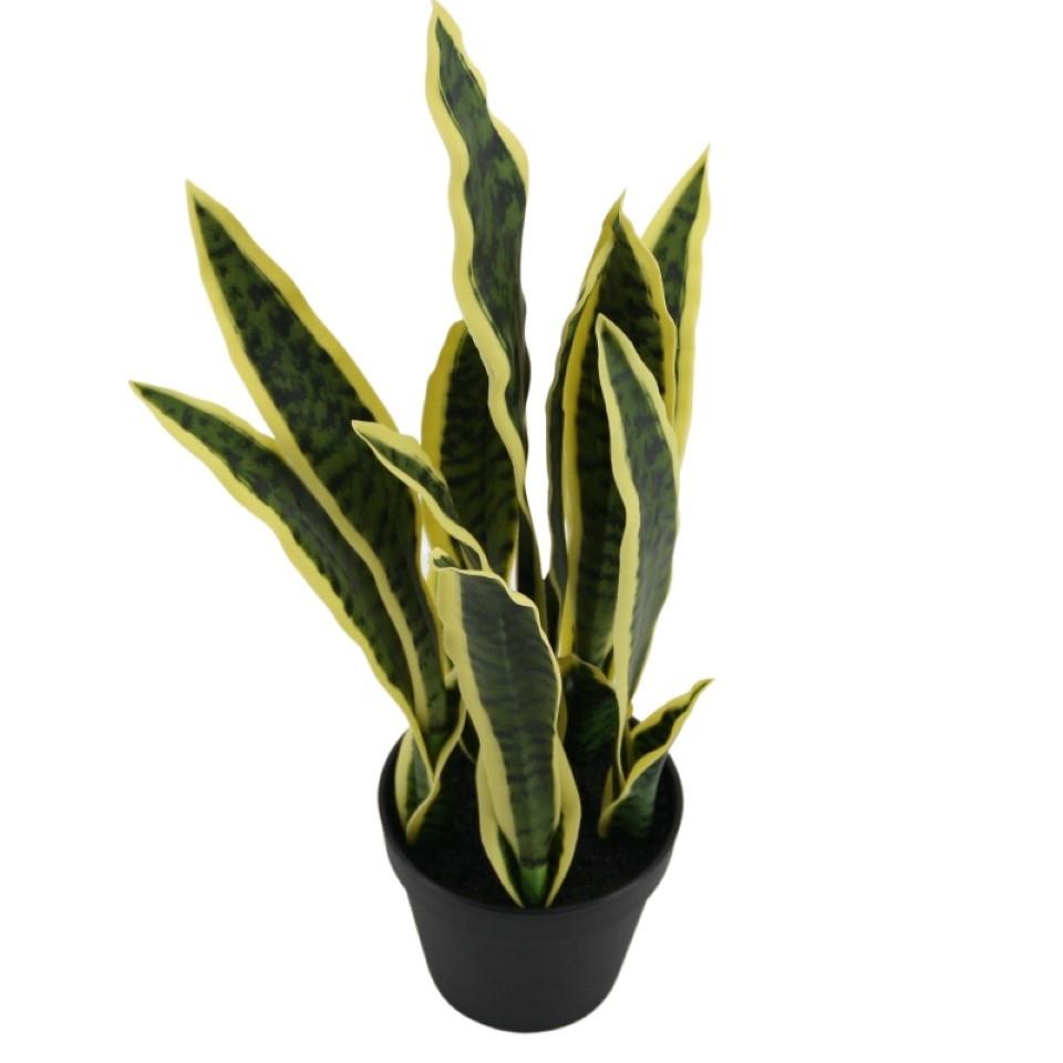 Sansevieria im Topf grün-gelb H50cm Sansevieria im Topf grün-gelb H50cm