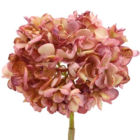 Hortensie dry look purple-creme L60cm