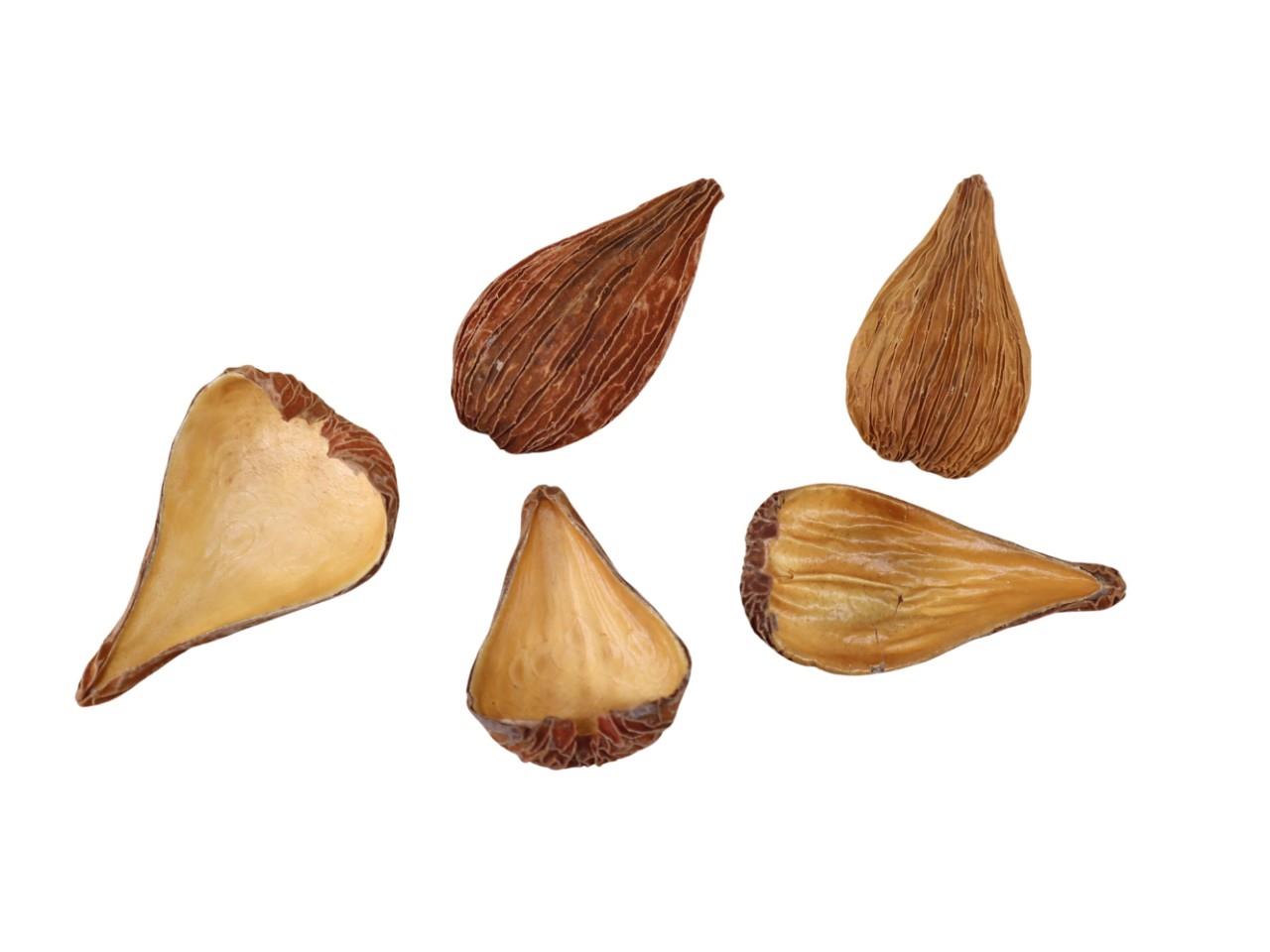Pradeep Frucht und Samenkapsel Schote 500gr. natur