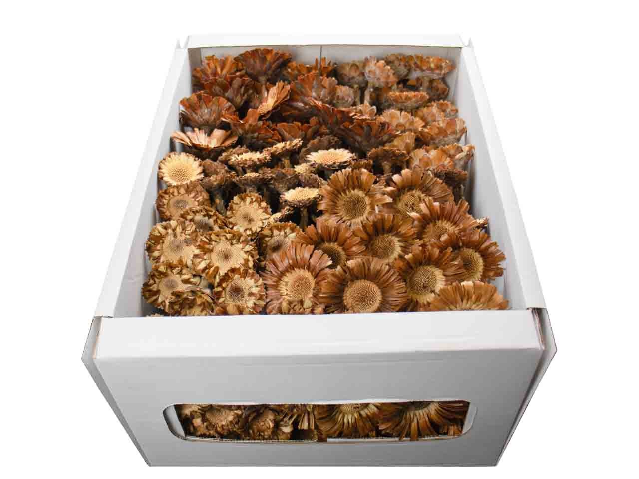 Exotensortiment Rosette XL natur