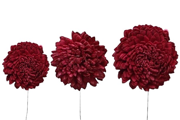 Zinie Sola am Draht 6+8+10cm sortiert je 12St. bordeaux