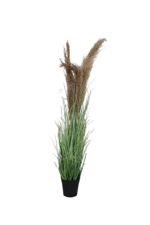 Gras im Topf m. Pampaswedel H86cm