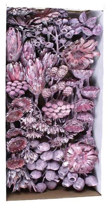 Exotensortiment Afrika brombeer frosted