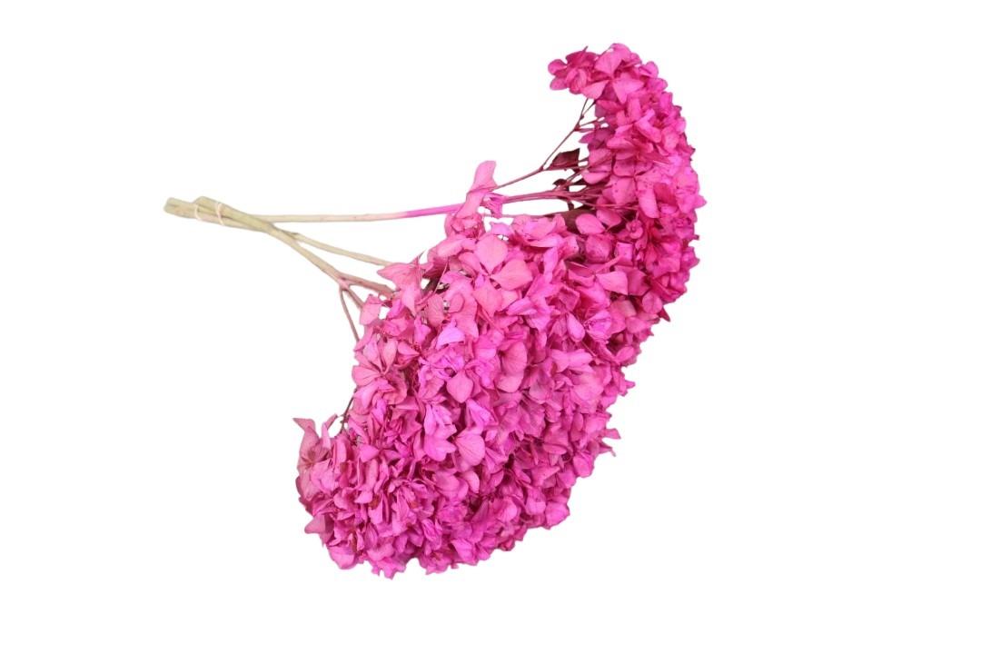 Hortensie getrocknet Länge ca. 50cm, fuchsia