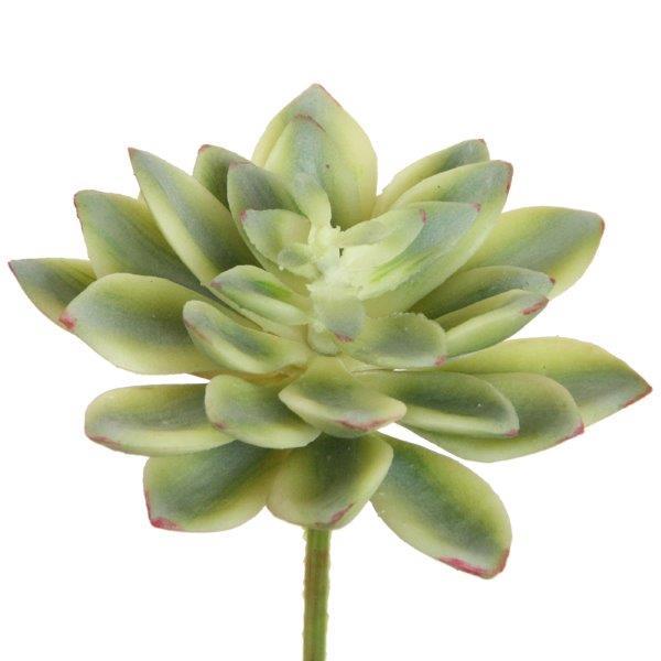 Echeveria 10x11cm grün-creme Echeveria 10x11cm grün-creme