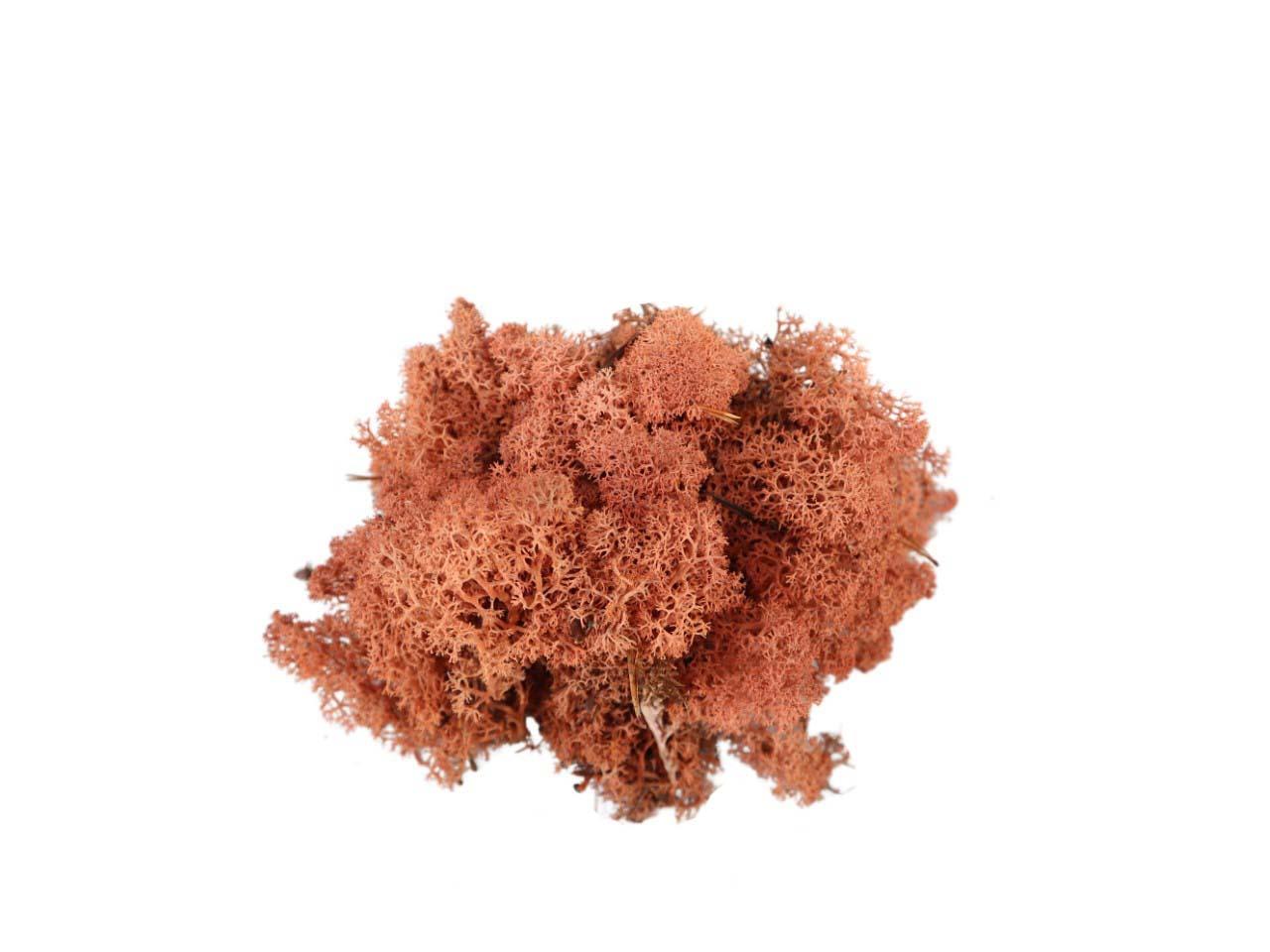 Islandmoos 500gr. mango