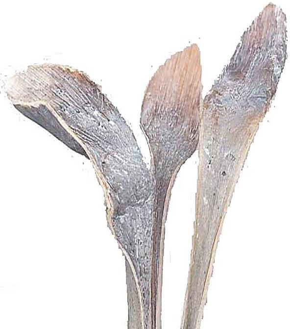 Hornspeer white washed langer Stiel Hornspeer white washed langer Stiel