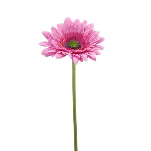 Gerbera 62 cm purple NETTO