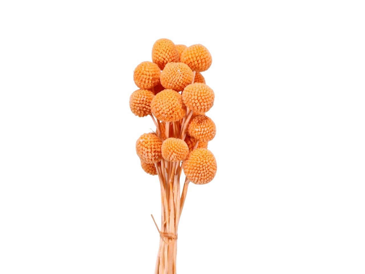 Craspedia getrocknet orange L50-60cm Craspedia getrocknet orange L50-60cm