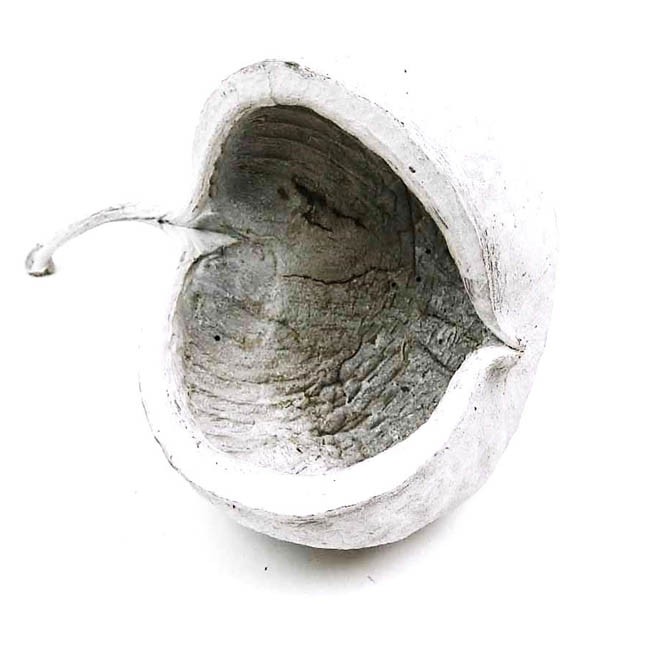 Buddha Nut white washed