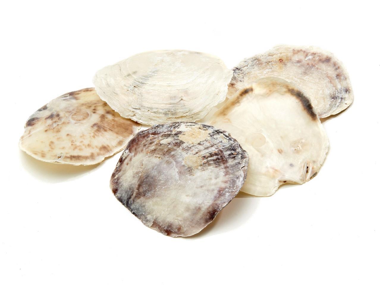 Muschel Placuna 500gr. Muschel Placuna 500gr.