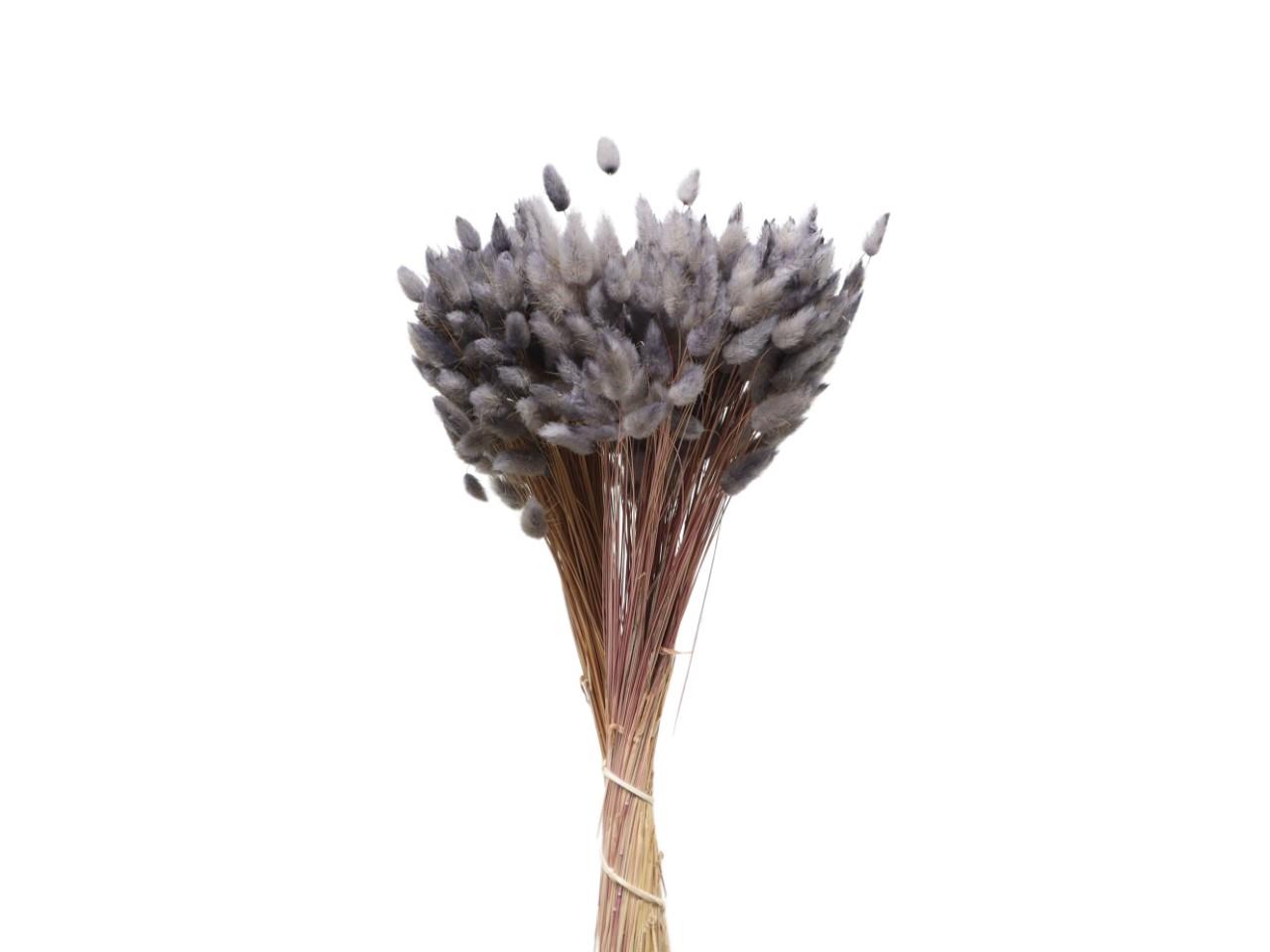 Lagurus silbergrau 53/P 100gr.