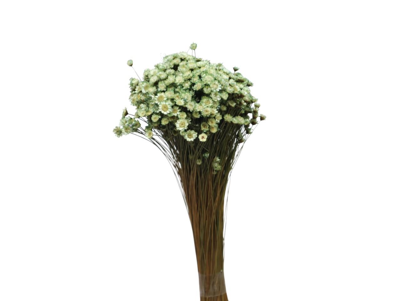 Glixia titanite 235 100gr.