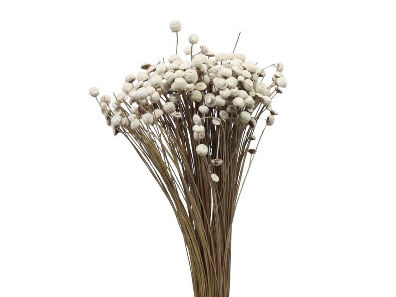 Botao Branco naturweiß 100gr. Botao Branco naturweiß 100gr.