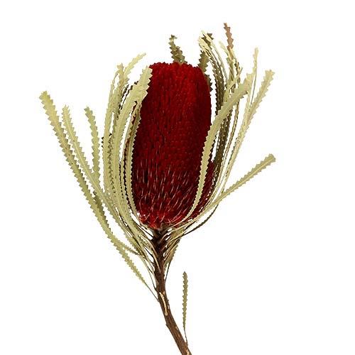 Banksia Hookerana rot