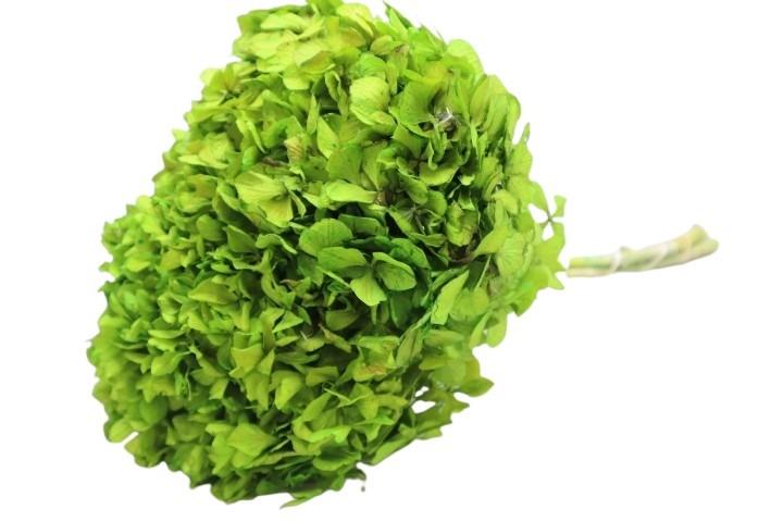 Hortensie getrocknet ca. 70 Gramm Länge ca. 50cm, grün